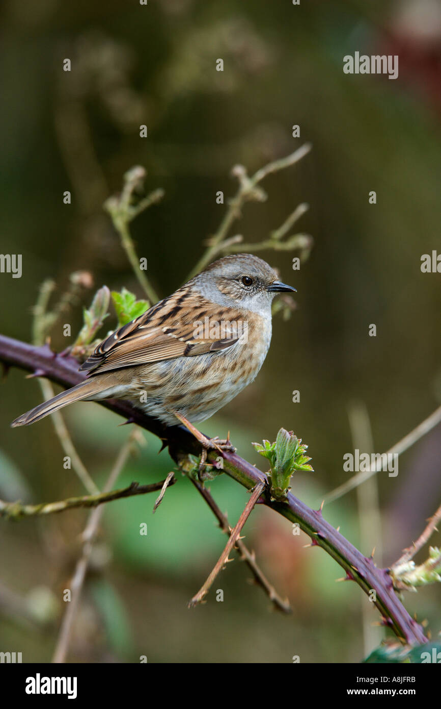 Heckenbraunelle Prunella Modularis auf Brombeere mit aus Fokus Hintergrund Potton bedfordshire Stockfoto