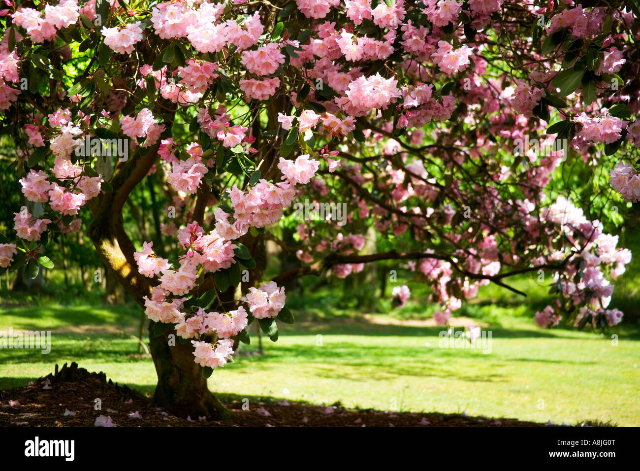 Rosa Rhododendron Bäume am Bowood House Rhododendron geht Wiltshire in voller Blüte Stockfoto