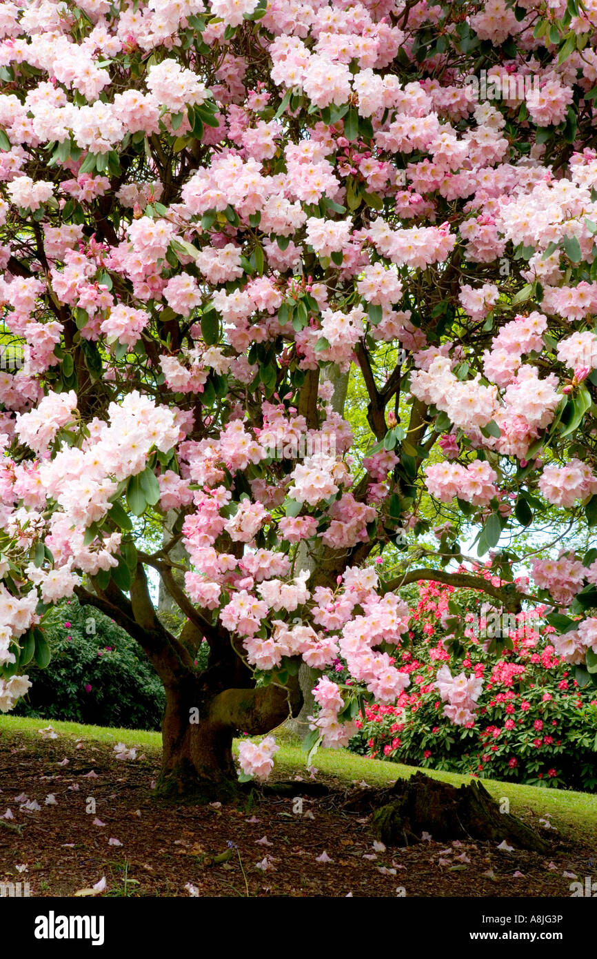 Rosa Rhododendron-Baum in Bowood House Rhododendron geht Wiltshire in voller Blüte Stockfoto