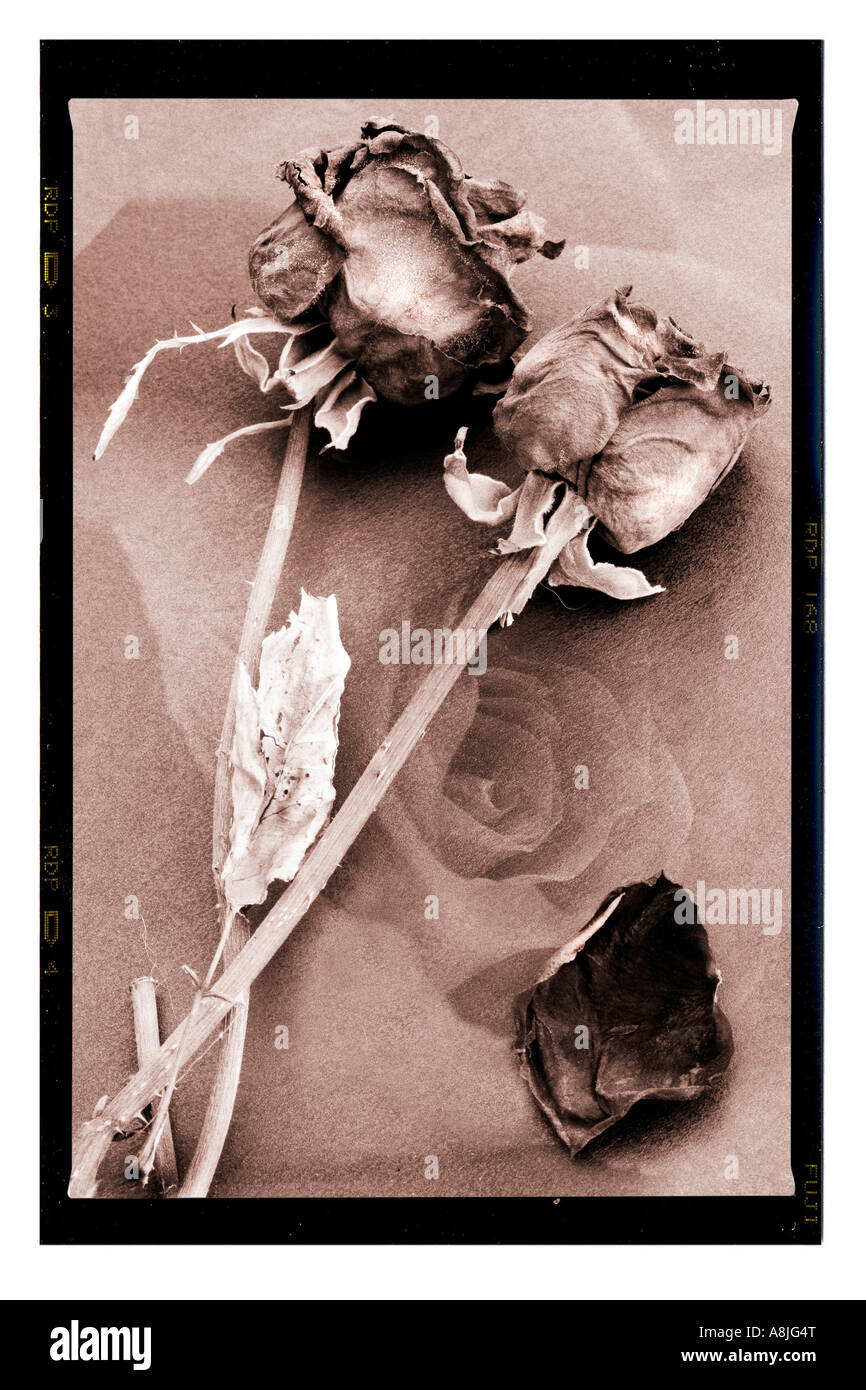 Fine Art Sepia Print von zwei verwelkte Rosenblüten vor dem Hintergrund einer frischen jungen Rose Stockfoto