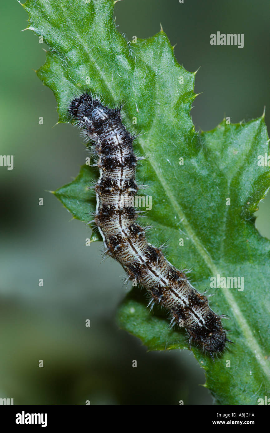 Raupe distelfalter -Fotos und -Bildmaterial in hoher Auflösung – Alamy