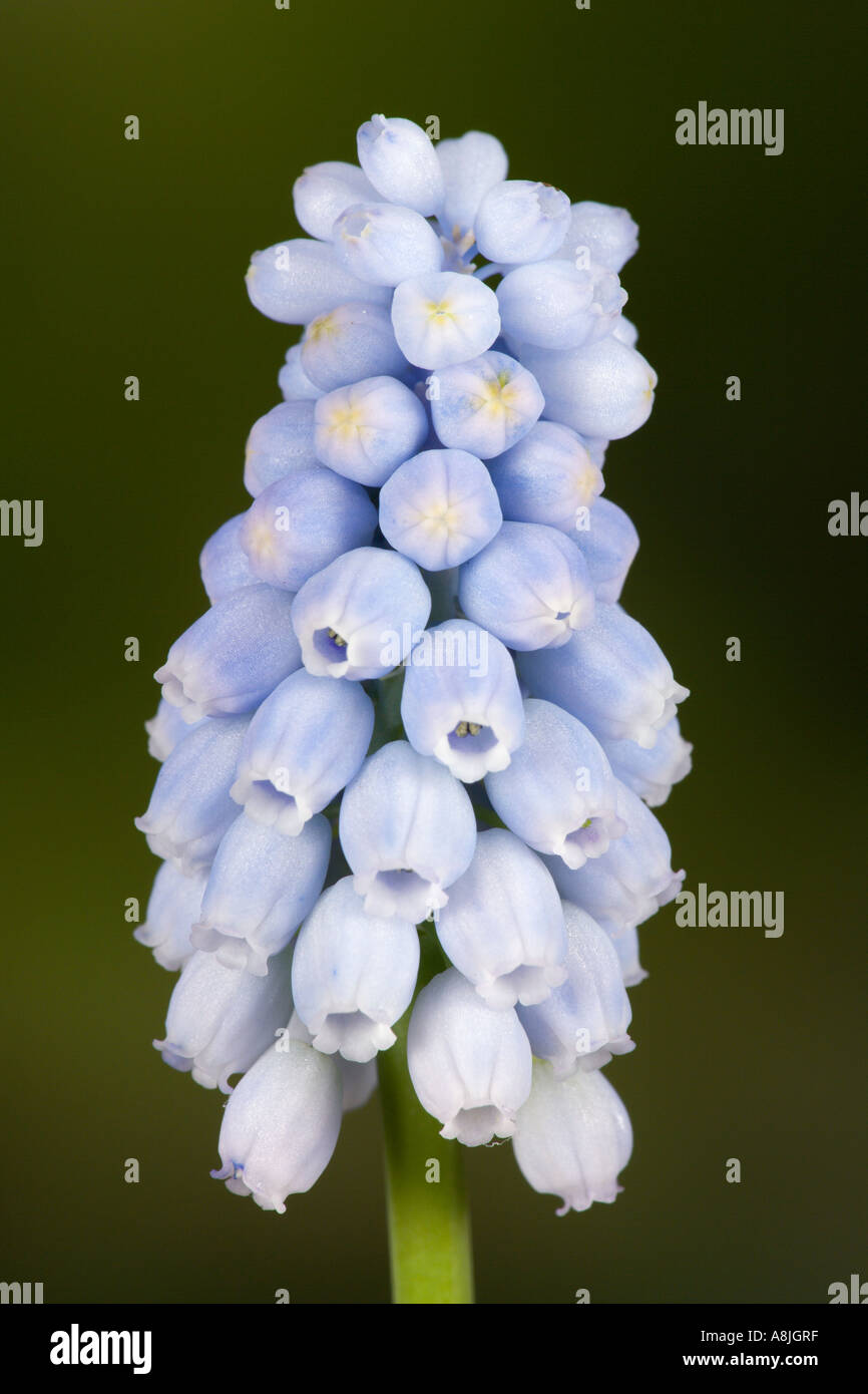 Trauben Hyazinthe Muscari Valerie Finnis Detail Blumen mit schönen entschärfen Hintergrund Potton bedfordshire Stockfoto