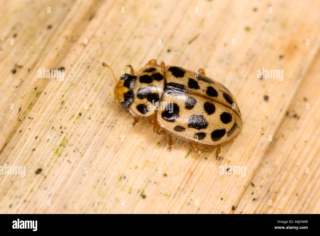 NEUNZEHN SPOT LADYBIRD Anisosticta Novemdecimpunctata auf Reed Potton bedfordshire Stockfoto
