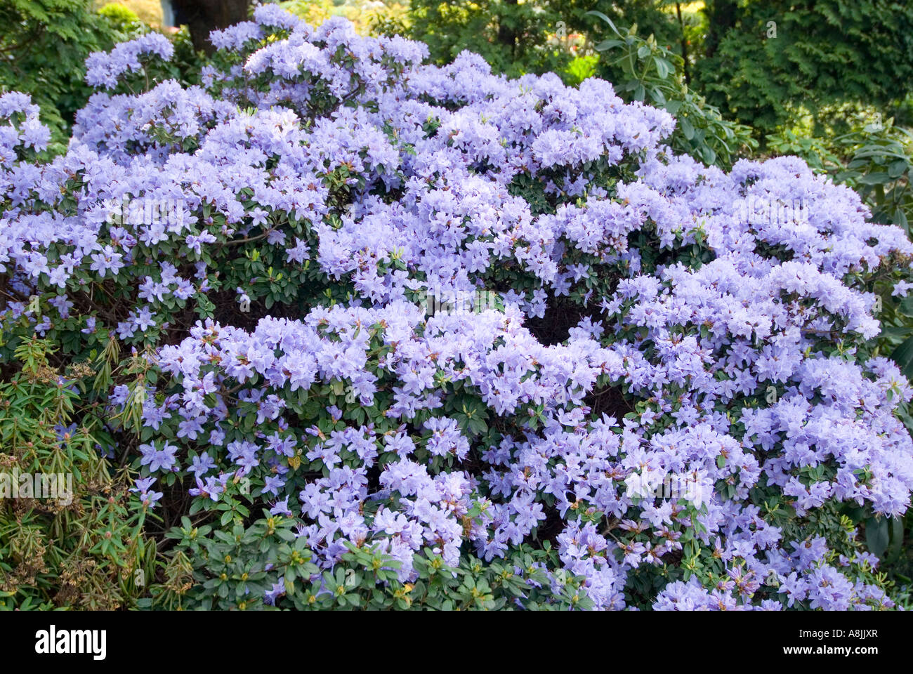 zwerg rhododendron schatten Zwerg Alpenrose Scarlet Wonder - Rhododendron Scarlet Wonder main image 0