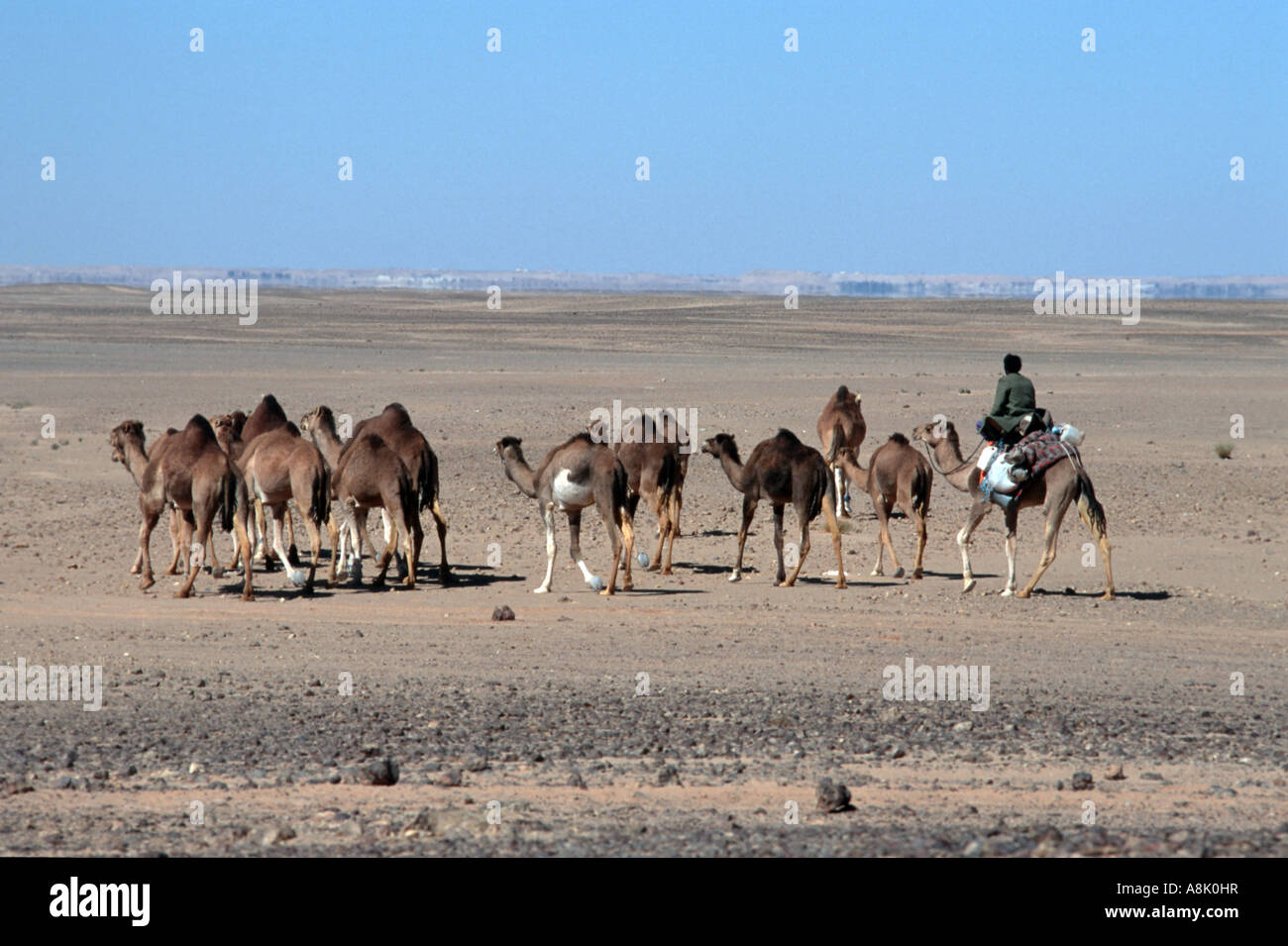 WESTERN SAHARA fahren Herde von Kamelen, POLISARIO zentrale Lager Foto Julio Etchart Stockfoto