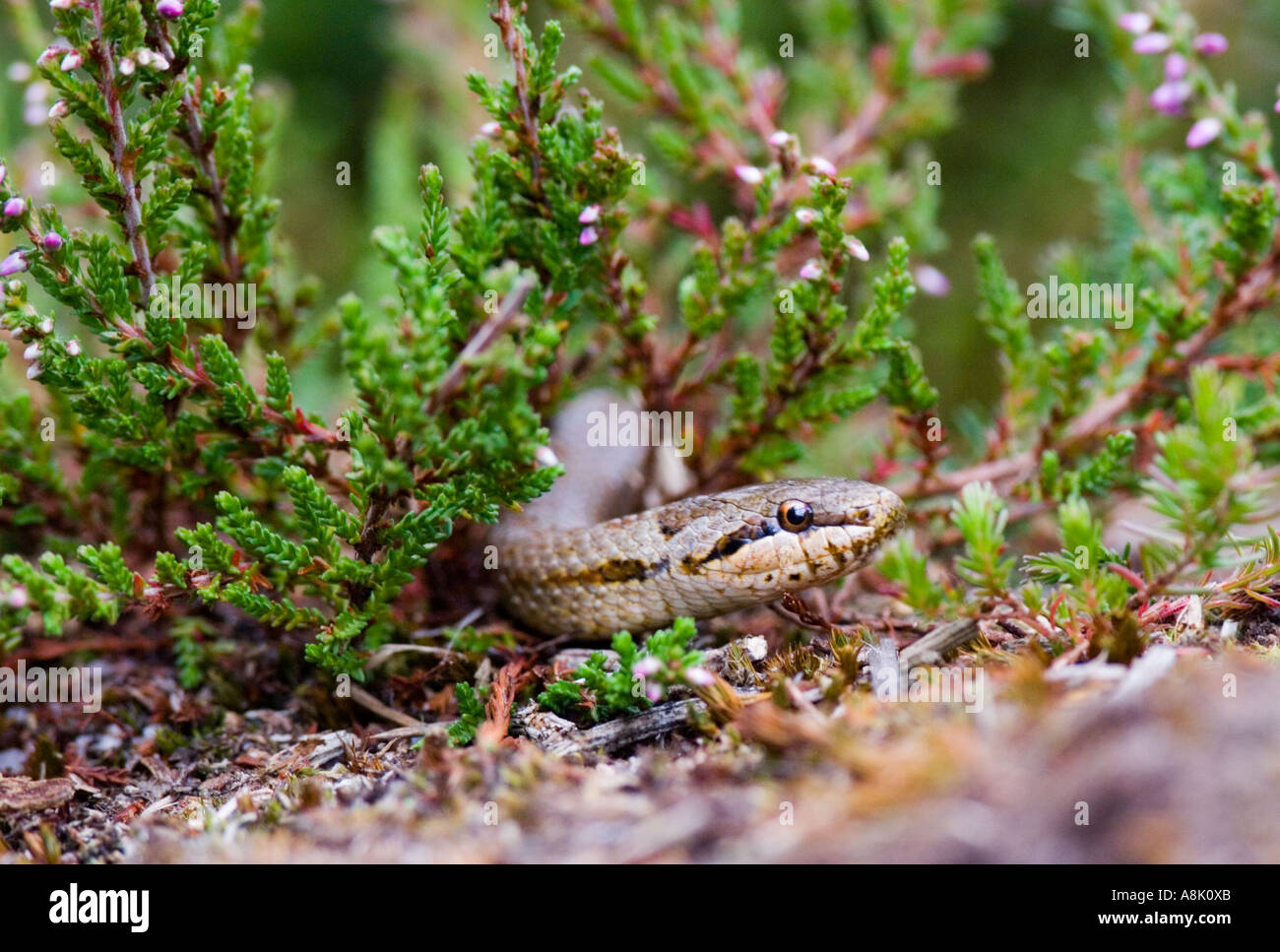 Schlingnatter auf Dorset Heide UK Sommer Stockfoto