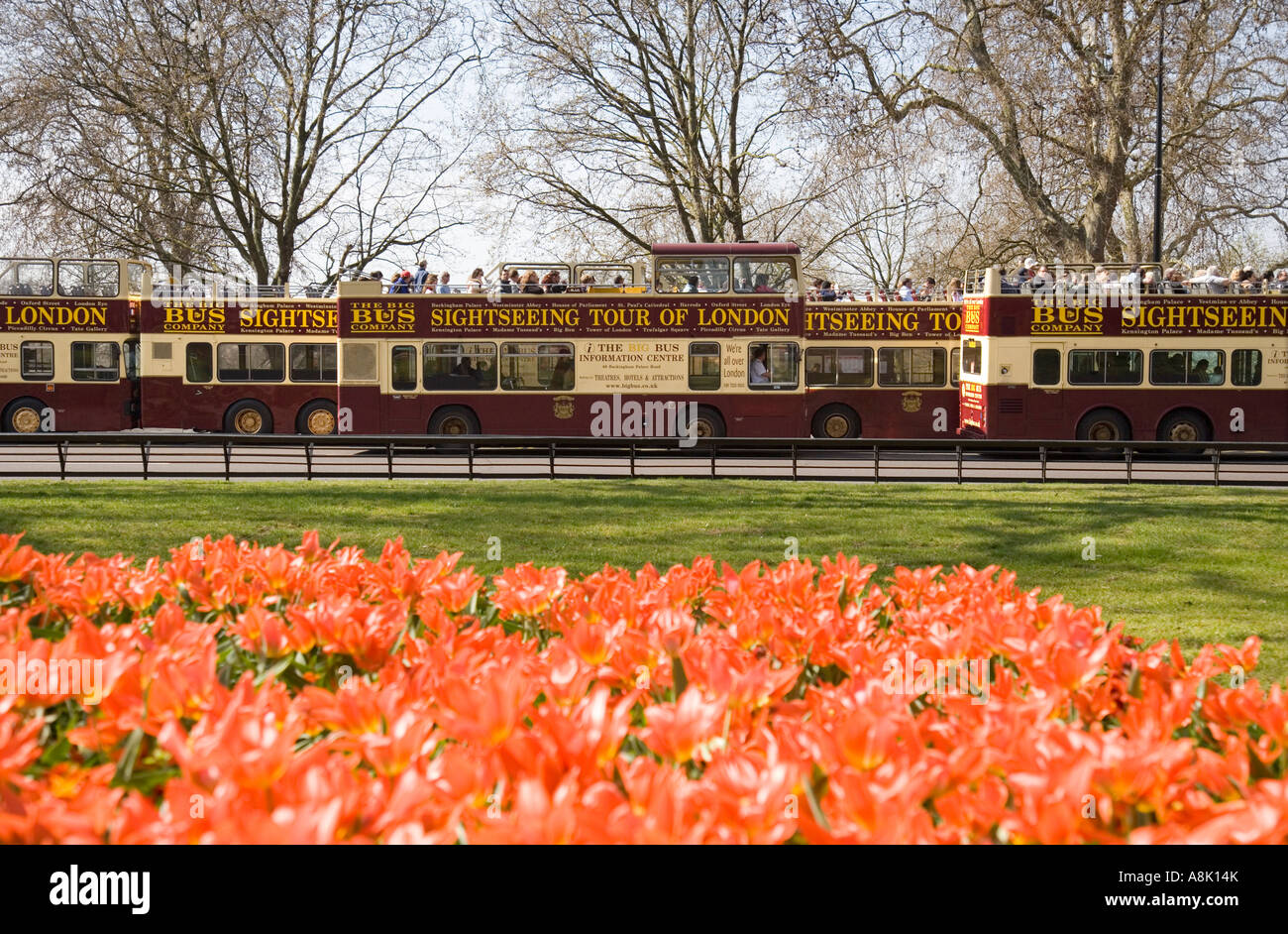 Gruppe von Open Top Tour Bussen UK London am Hyde Park Corner mit Tulpen im Vordergrund Stockfoto