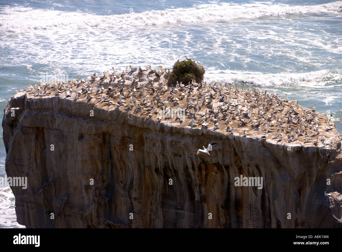 Australasian Gantets Kolonie an der Westküste Neuseelands während der Brutzeit Stockfoto