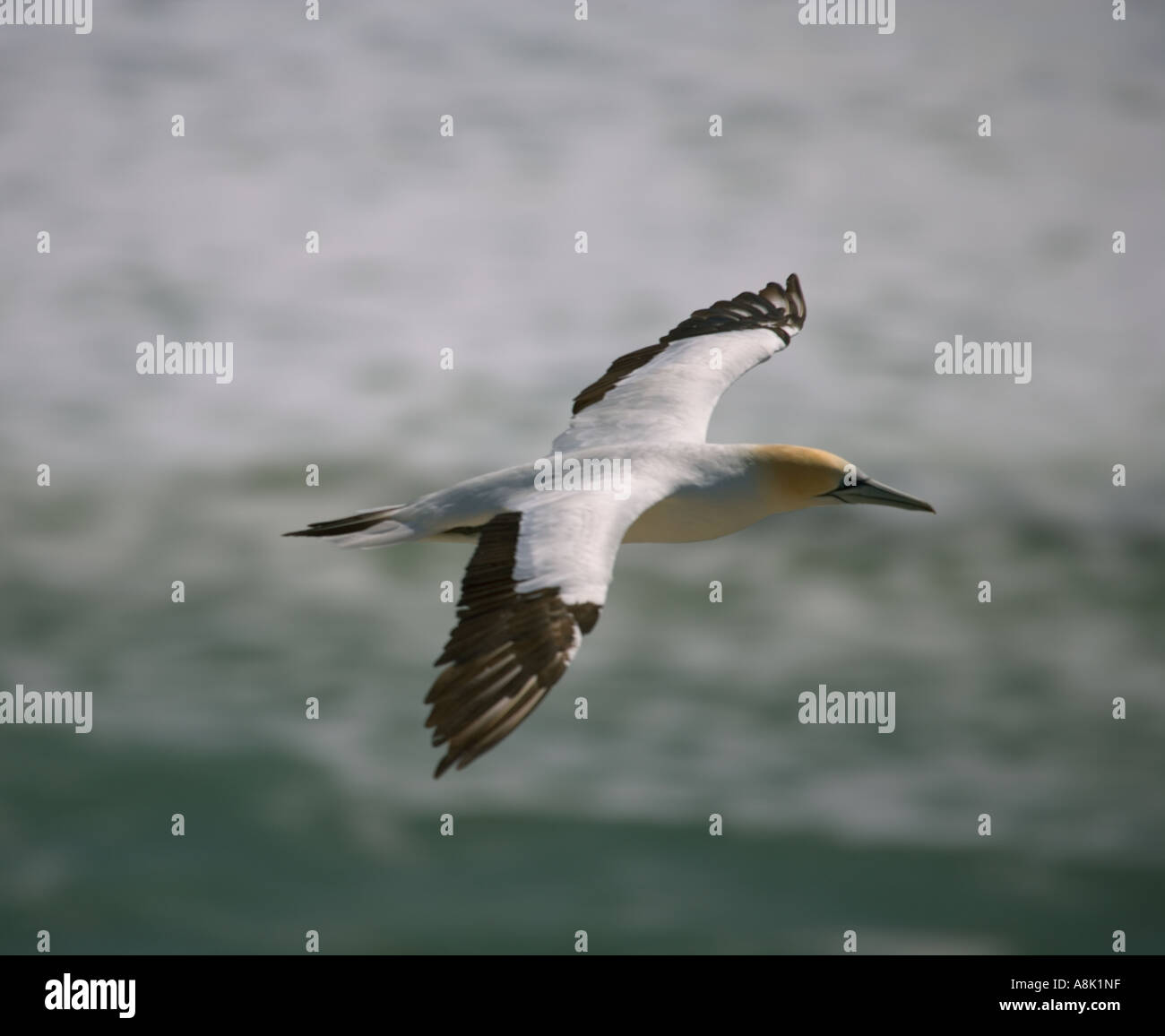 Australasian Gantets Kolonie an der Westküste Neuseelands während der Brutzeit Stockfoto