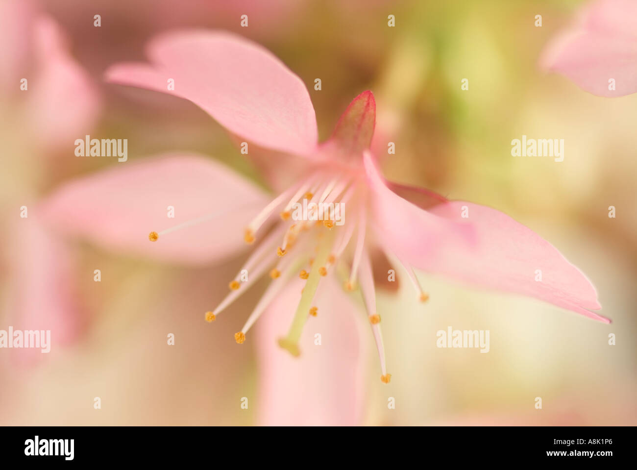 Prunus Okame Cherry Blossom Stockfoto