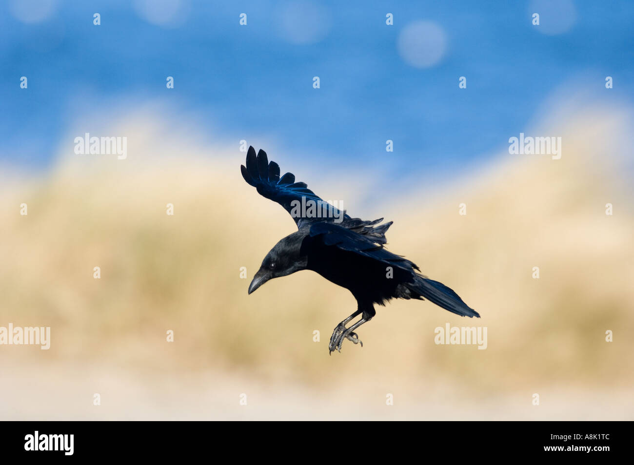 AAS-Krähe Corvus Corone Northumberland winter Stockfoto