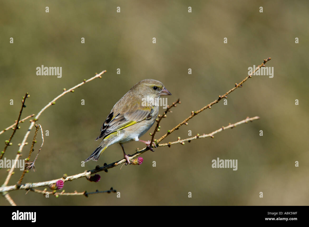 Chloris Grünfink Zuchtjahr thront auf Zweig mit aus Fokus Hintergrund Potton bedfordshire Stockfoto
