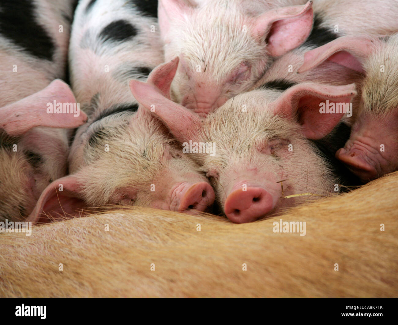 Eine Gruppe von Gloucester alten Stelle Ferkel eingeschlafen. Stockfoto