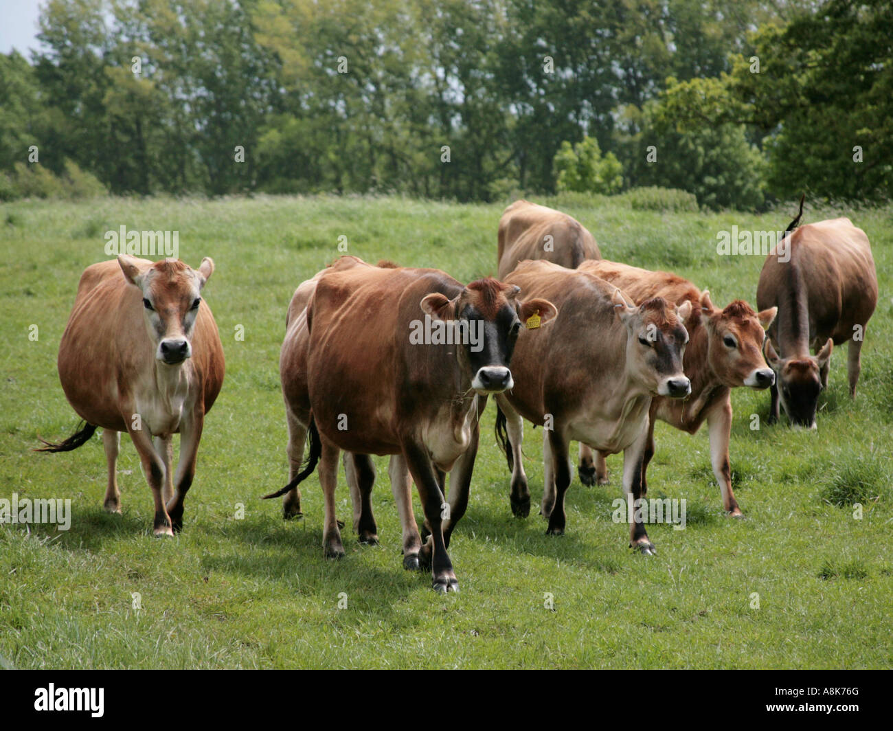 Eine Gruppe von Jersey Kühe in einem Feld. Stockfoto