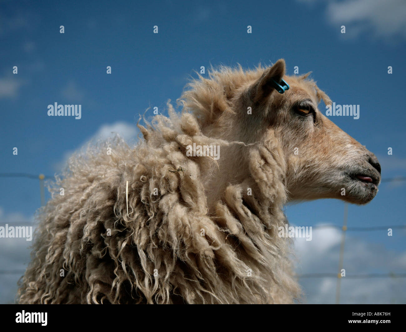 Ein North Ronaldsay Schaf mit einem dicken Vlies. Stockfoto