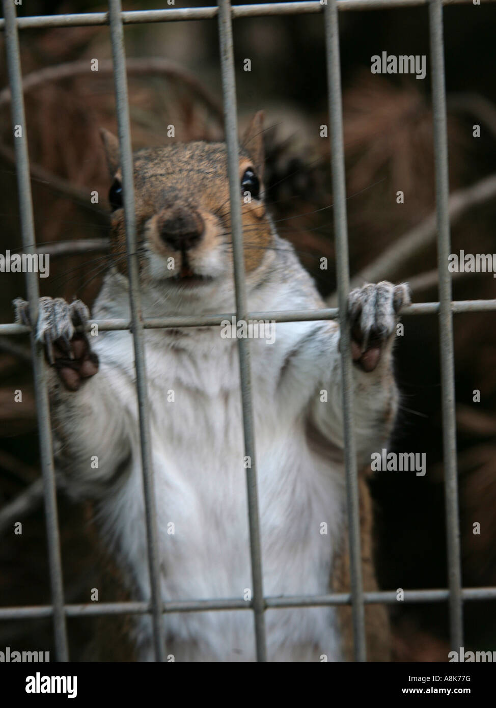 Grauhörnchen in einem Käfig durch die Gitterstäbe, die Planung zu entkommen suchen. Stockfoto