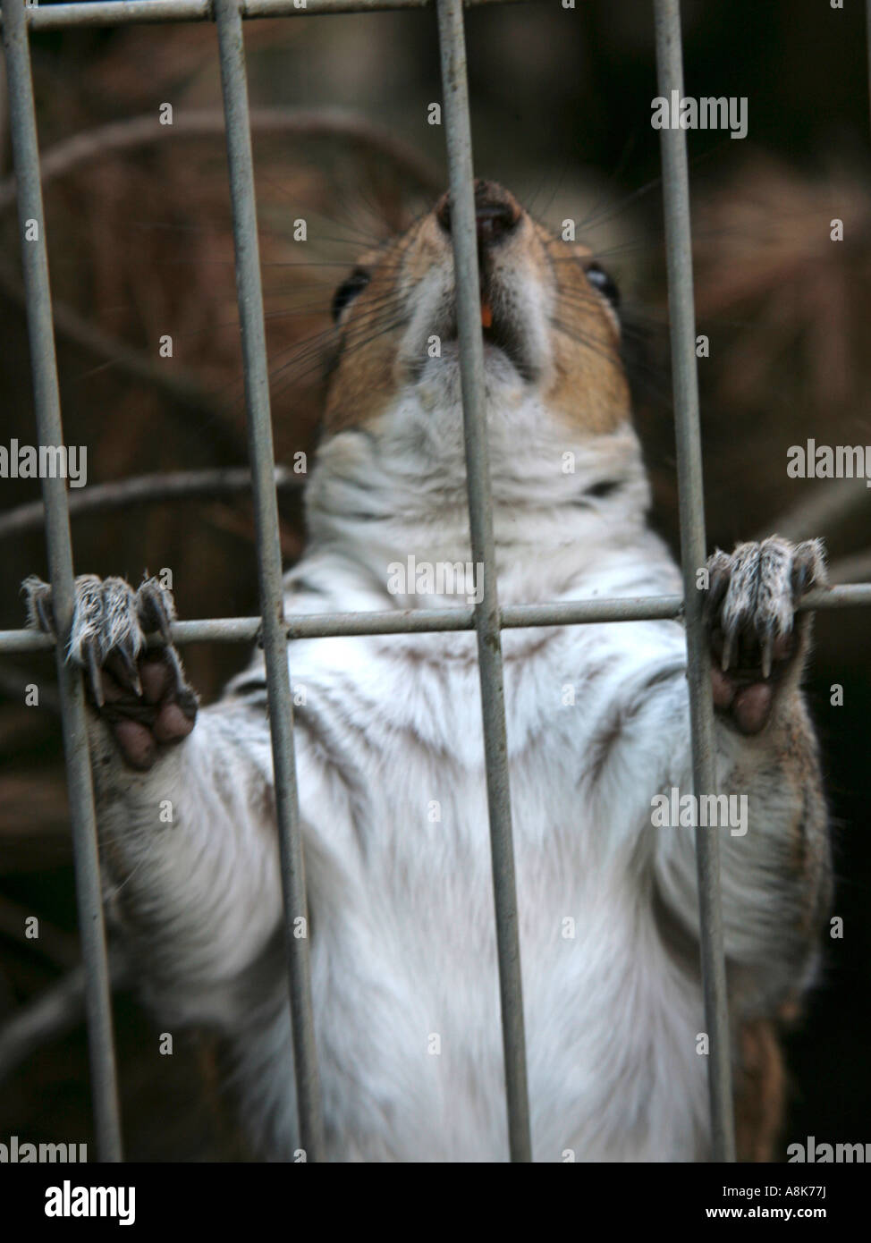 Grauhörnchen in einem Käfig auf der Suche durch die Gitterstäbe. Stockfoto