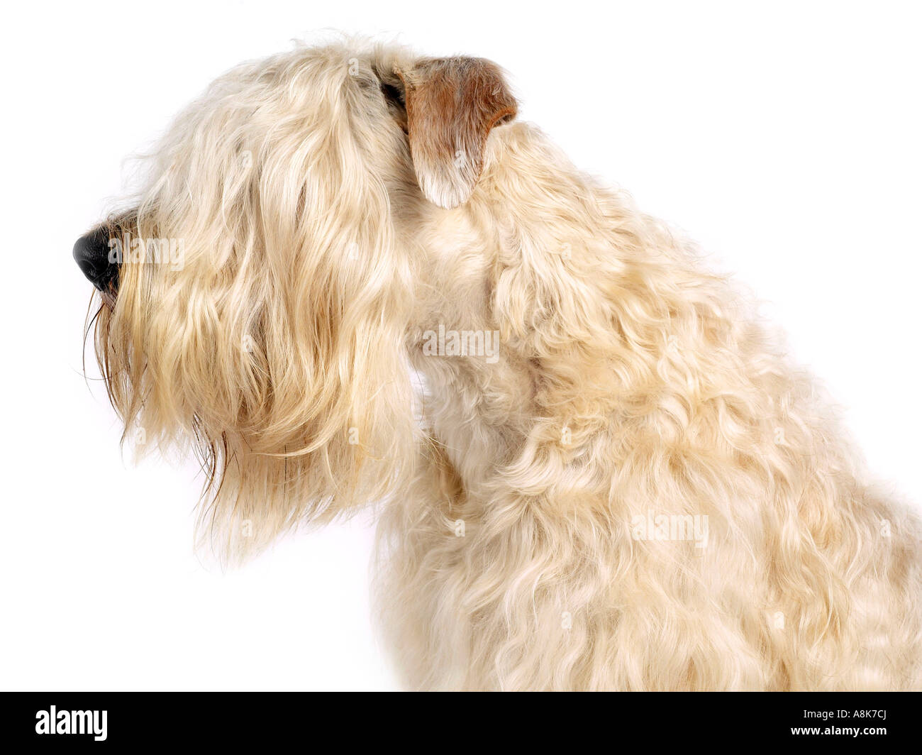 Der Leiter der ein weich beschichtete wheaten Terrier. Stockfoto