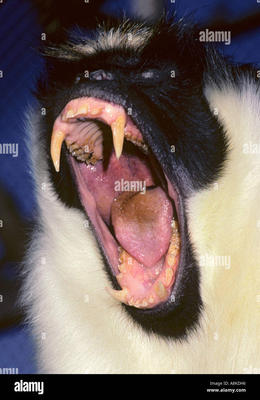 Diana Affe Cercopithecus Diana Westafrika gefangen Stockfoto