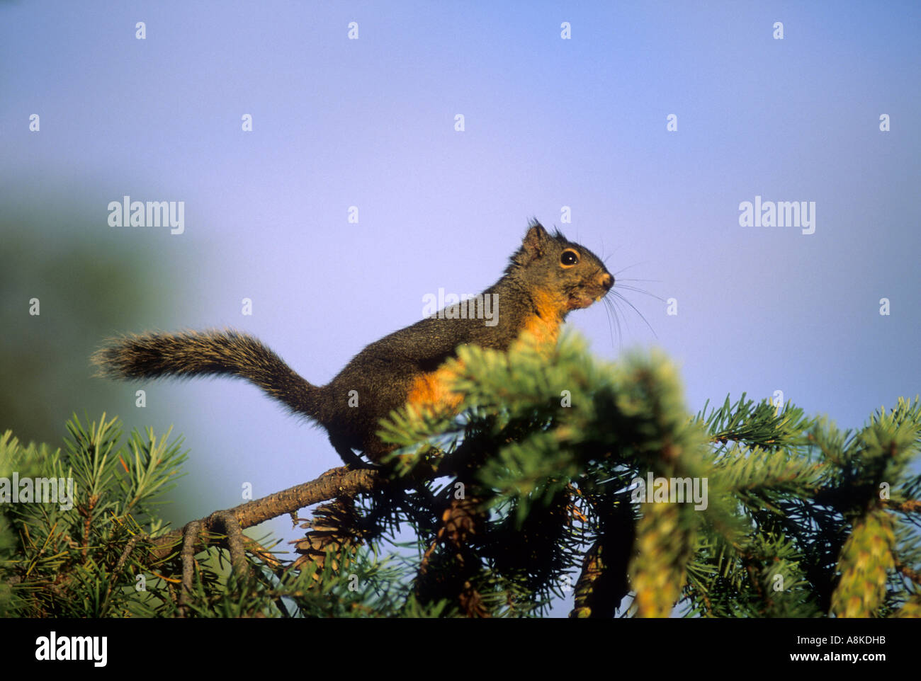 Douglas-Hörnchen Tamiasciurius Douglasi Pacific Northwest USA und Kanada Stockfoto