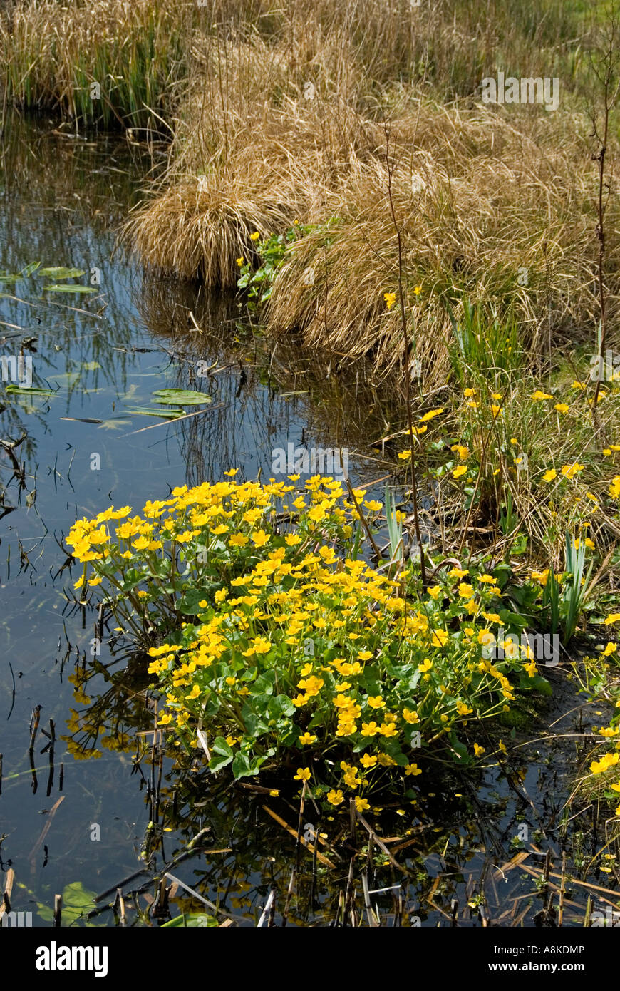 Marsh Marigold (Caltha Palustris) wächst in Stream England Stockfoto