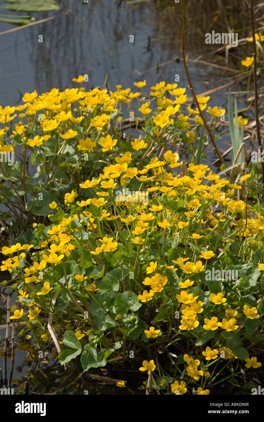 Marsh Marigold (Caltha Palustris) wächst im Stream, Surrey. England Stockfoto