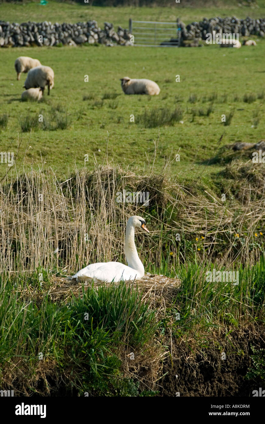 Mute Swan (Cygnus Olor) nisten in unebenem Gelände am Rand des Feldes, County Clare, Irland, April Stockfoto