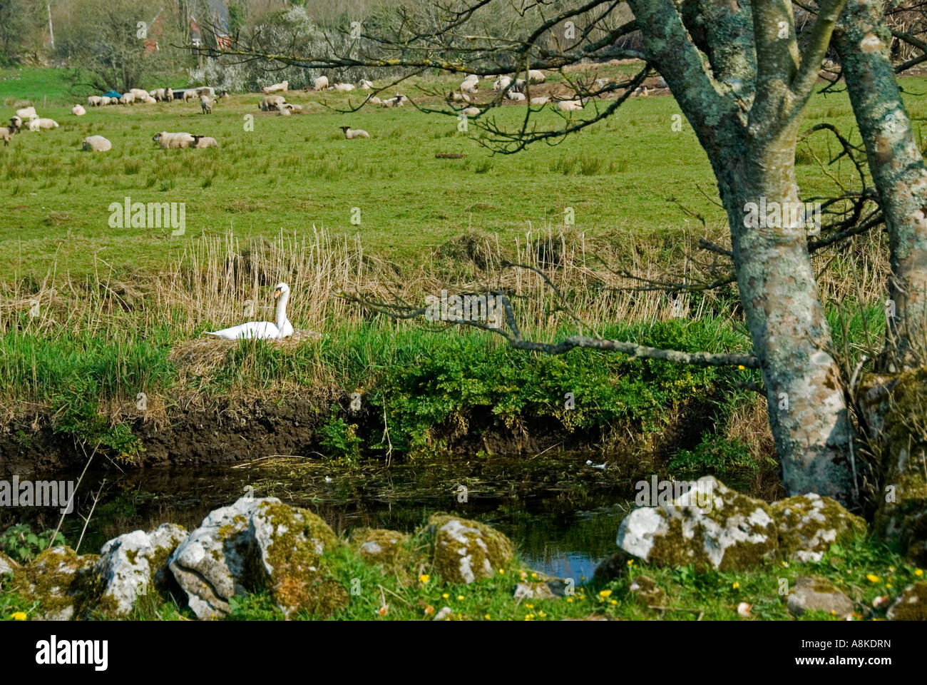 Schwan (Cygnus Olor) auf Nest am Rand des Feldes und des Flusses County Clare Ireland April stumm Stockfoto