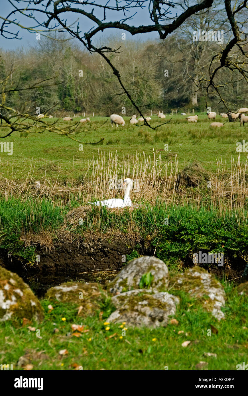 Schwan (Cygnus Olor) auf Nest am Rand des Feldes und des Flusses, County Clare Ireland April stumm Stockfoto