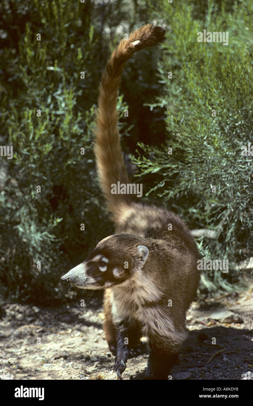 Weiße Nase Nasenbär-Nasua Narica in Gefangenschaft Stockfoto