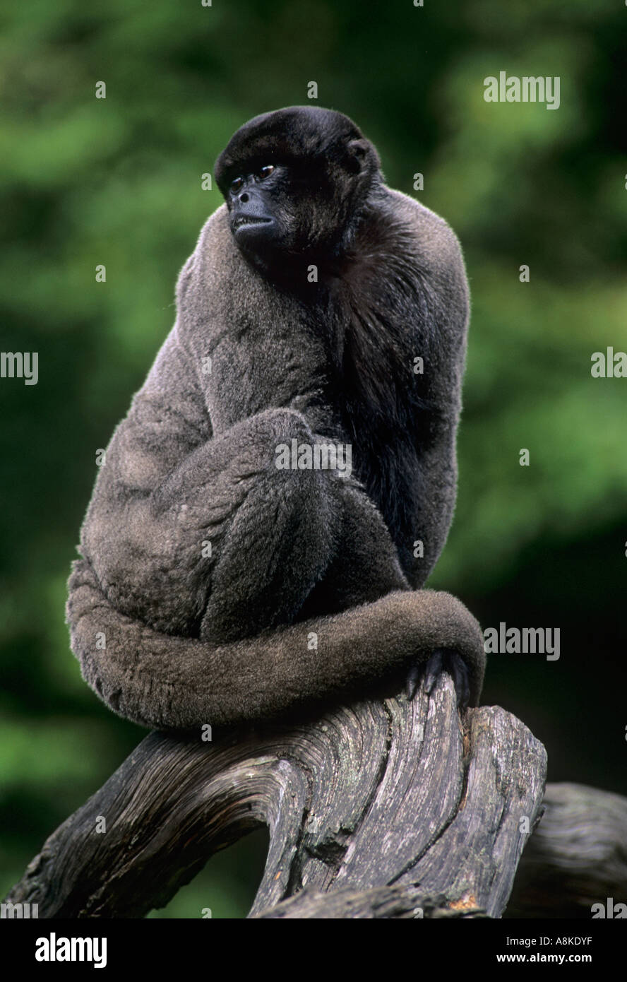 Gemeinsame oder Humboldt s Woolly Monkey Lagothrix Lagothricha in Gefangenschaft Stockfoto