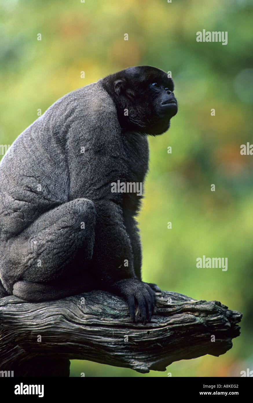 Gemeinsame oder Humboldt s Woolly Monkey Lagothrix Lagothricha in Gefangenschaft Stockfoto