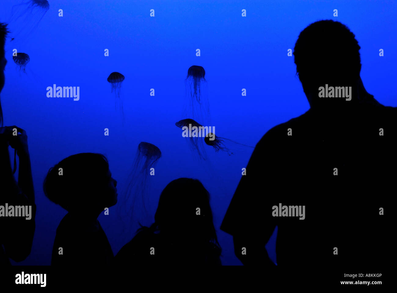 Meer Brennnessel Chrysaora Fuscensens Quallen Aquarium Coney Island in New York Stockfoto