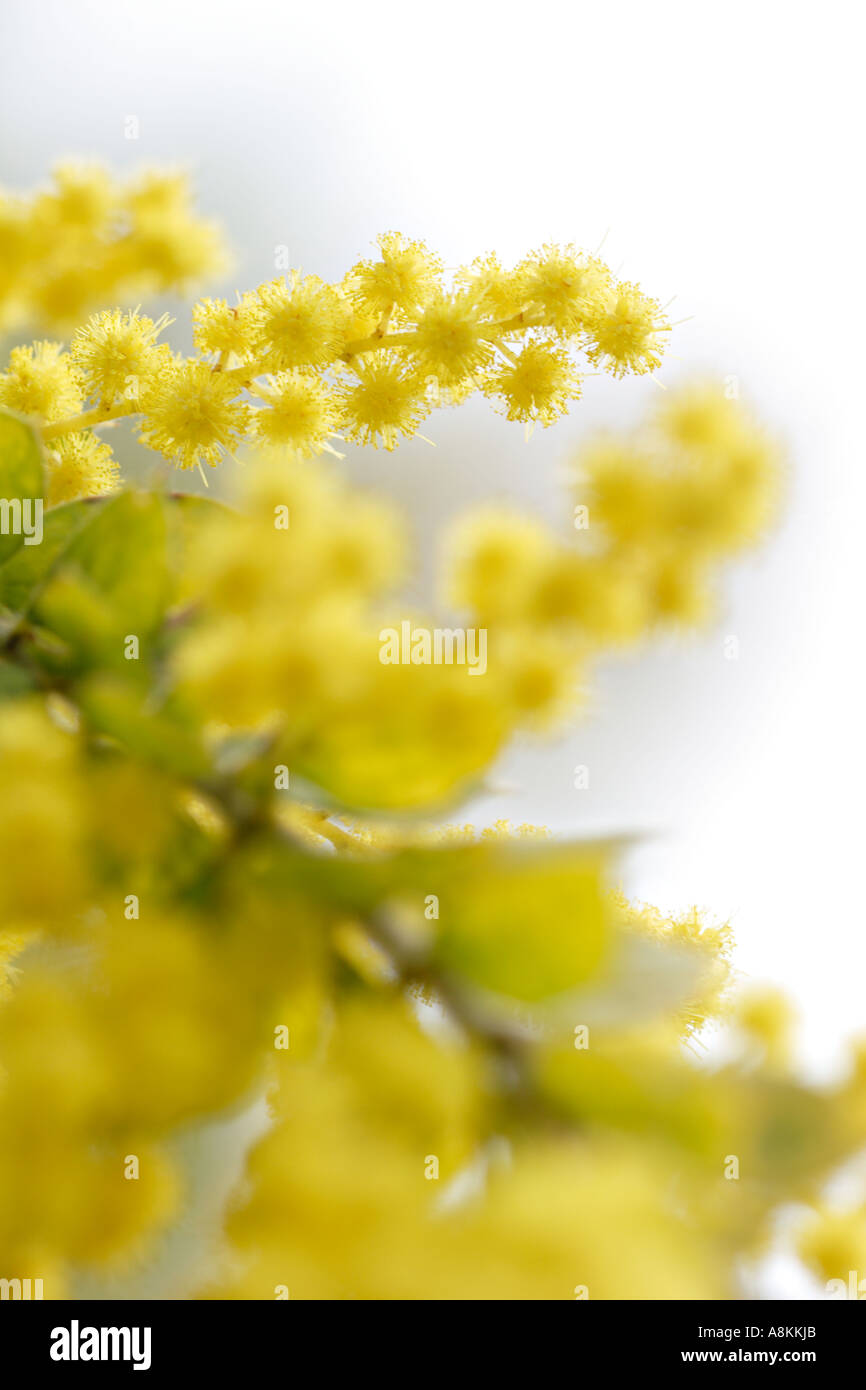 Behaarte Flechtwerk Blumen Acacia vestita Stockfoto