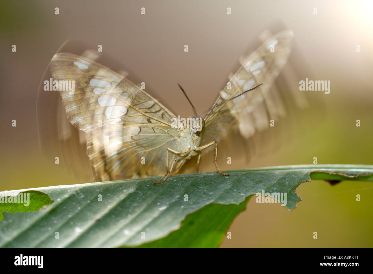 Schmetterling, Vindula dejone Stockfoto