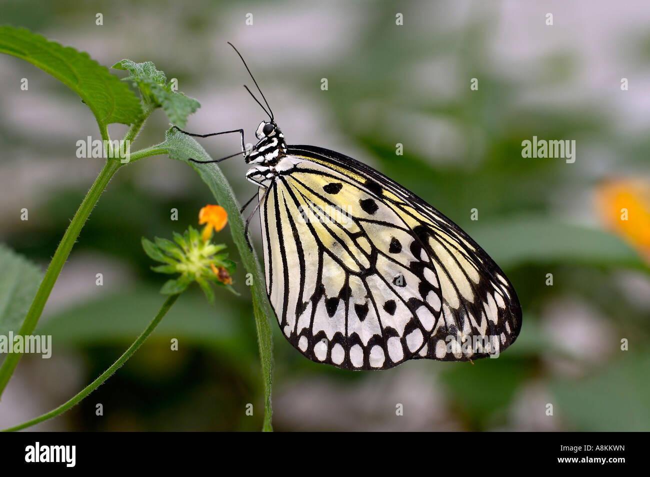 Schmetterling, Idee Leuconoe, Thailand Stockfoto