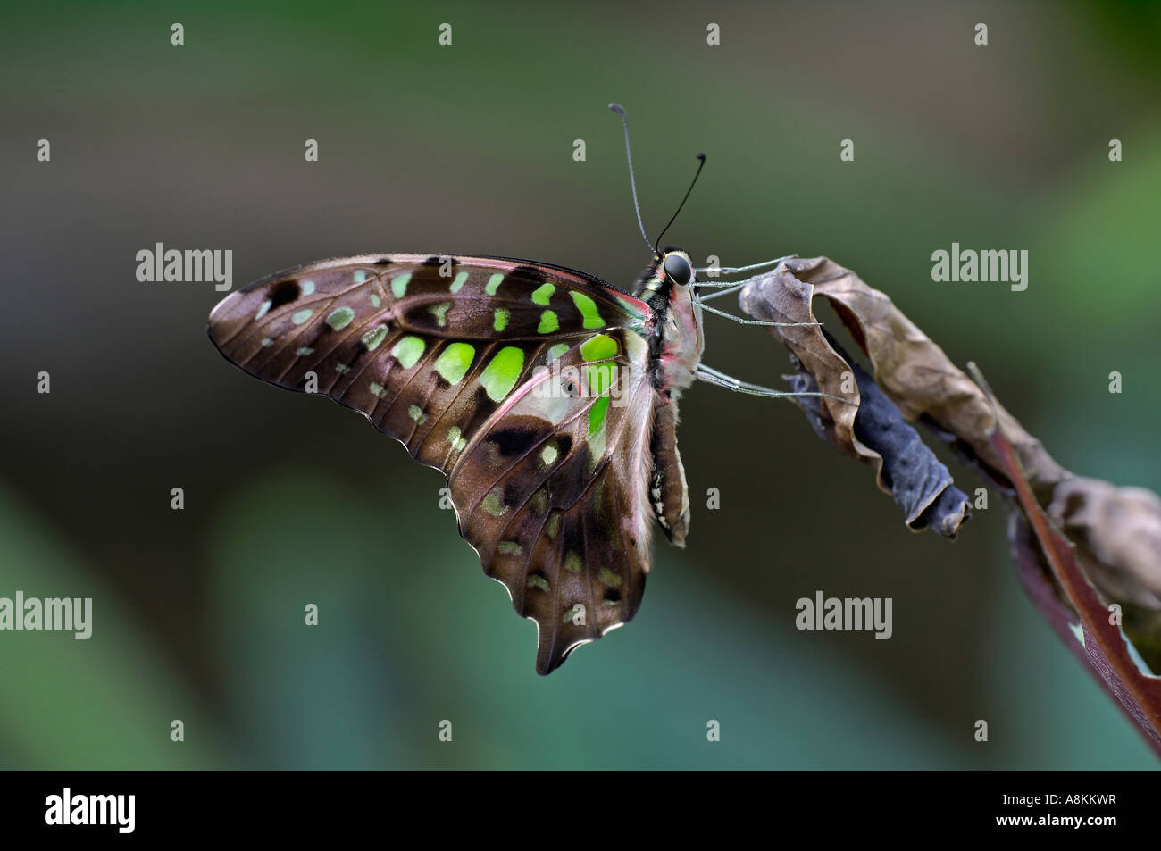 Schmetterling Graphium Agamemnun, Thailand, Stockfoto