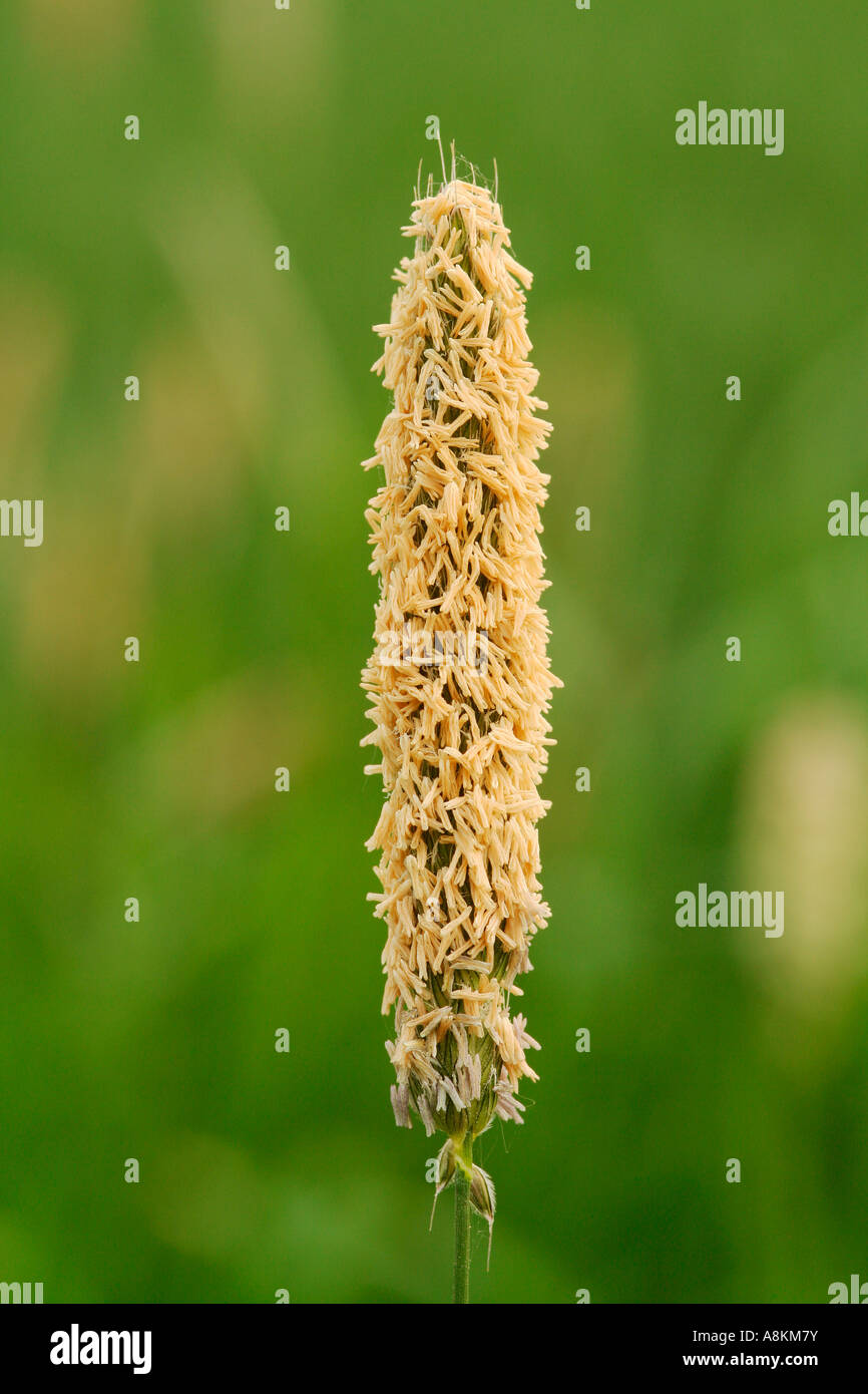Meadow Foxtail, Alopecurus Pratensis mit pollen Stockfoto