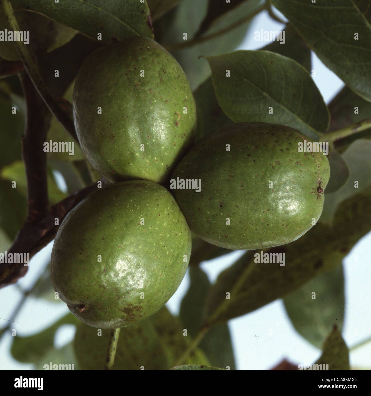 Walnuss, Juglans regia Stockfoto