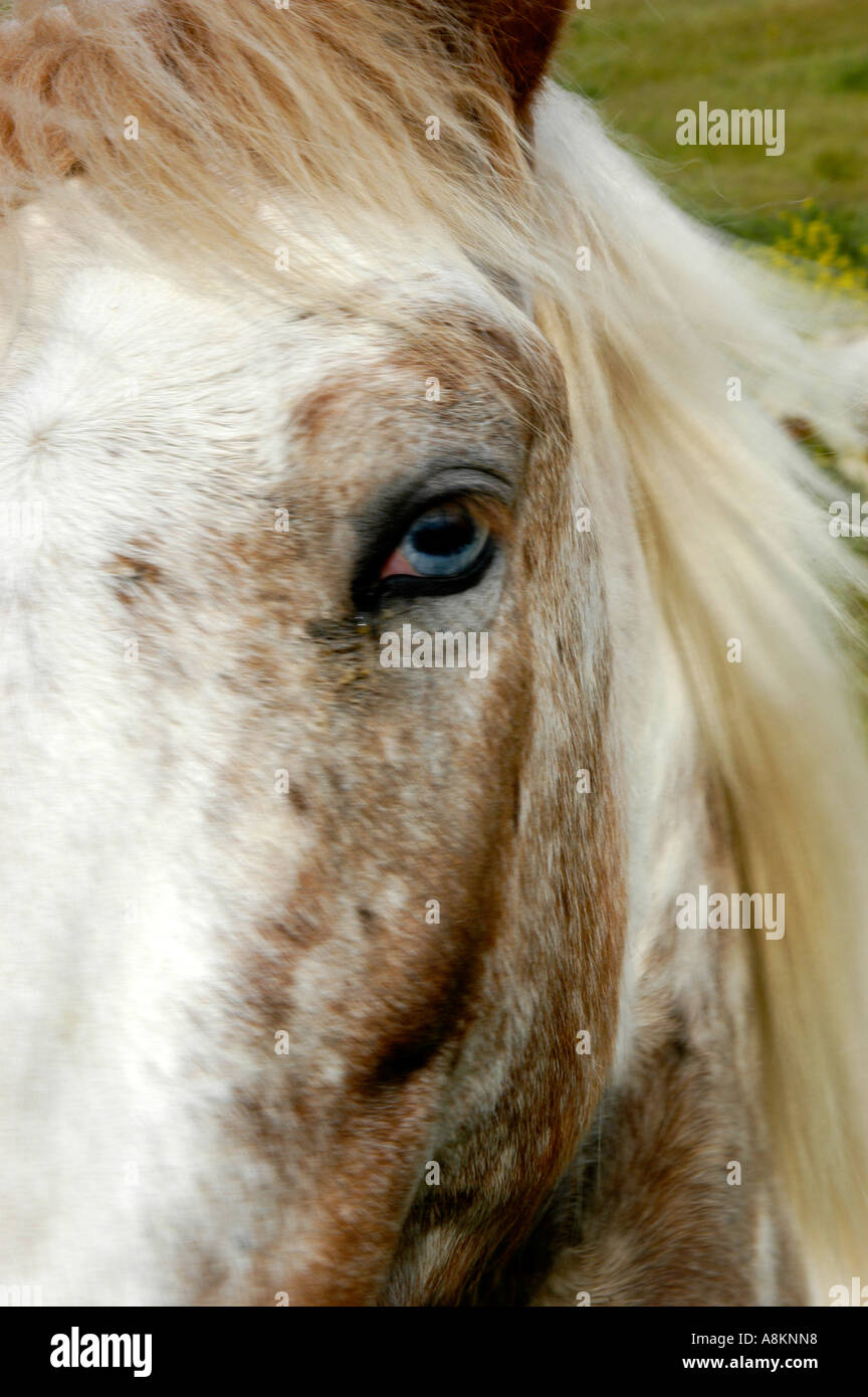 Das auffällige Auge eines weißen Pferdes und das strukturierte Fell in einem leuchtend grünen Feld unter klarem blauem Himmel. Stockfoto