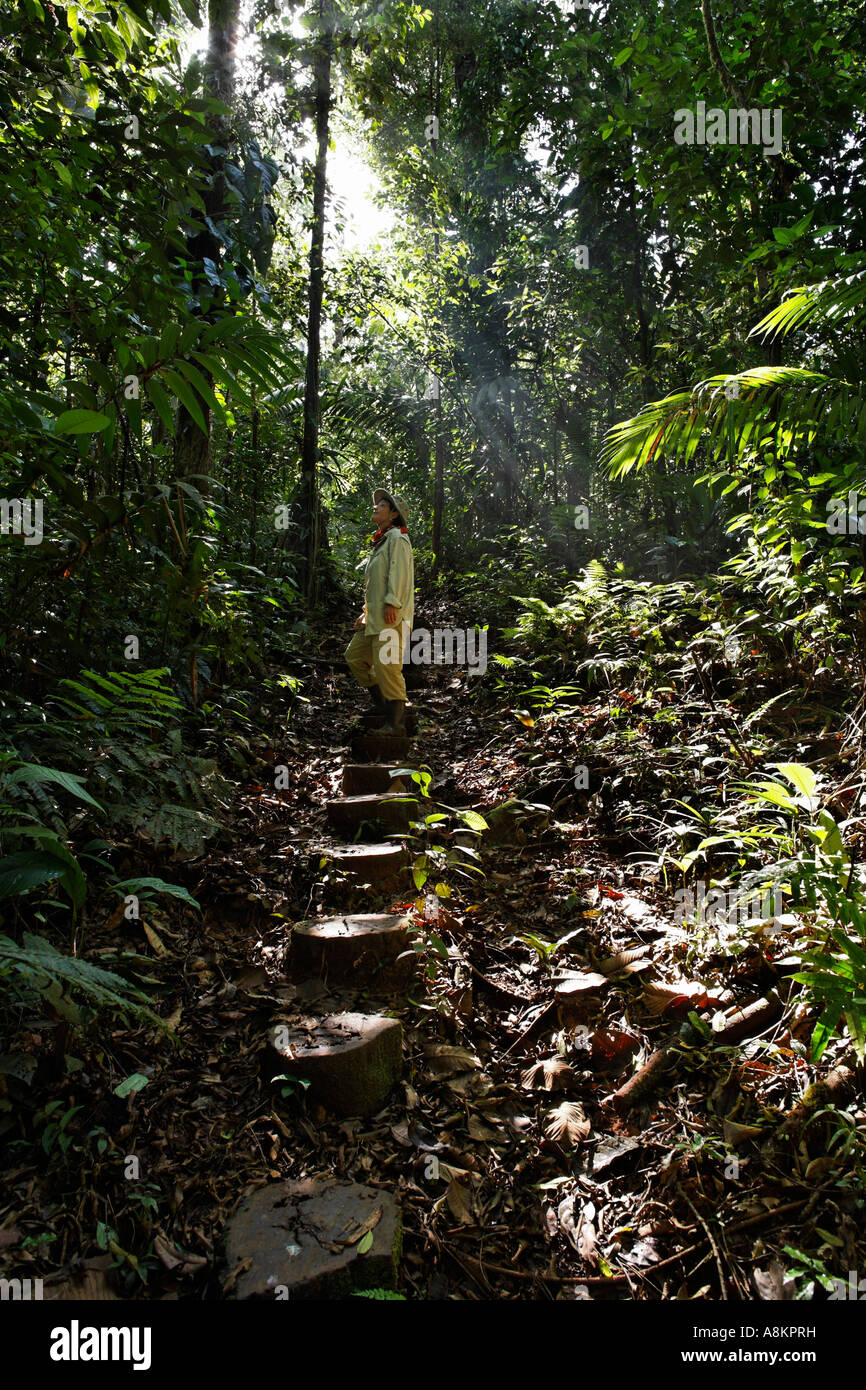 Regenwald im Maquenque Nationalpark, Costa Rica Stockfoto Regenwald im Maquenque Nationalpark, Costa Rica Stockfoto