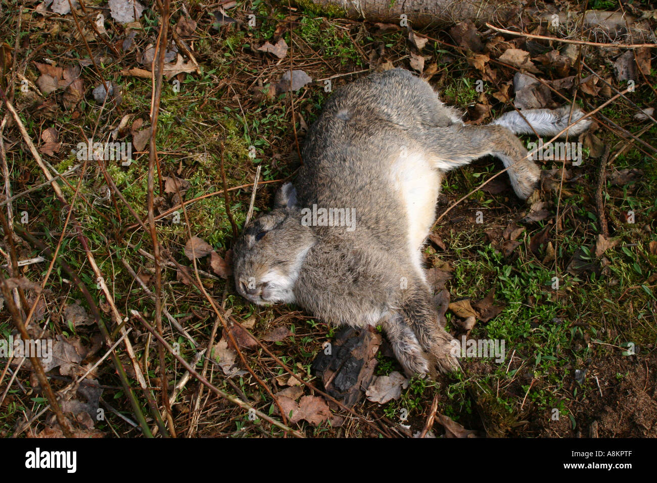 Tote Kaninchen Oryctolagus cuniculus Stockfoto