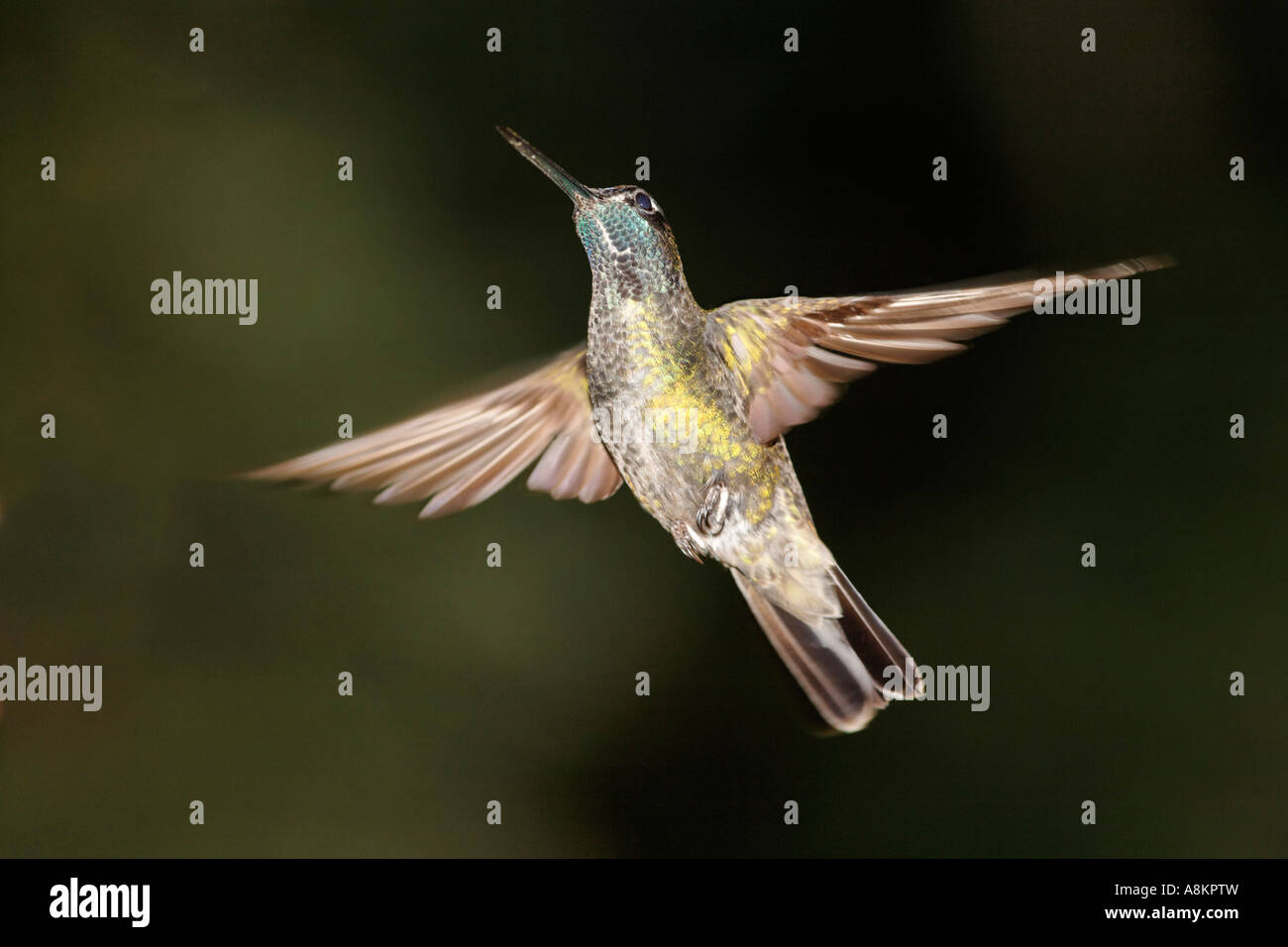 Kolibri, Costa Rica Stockfoto