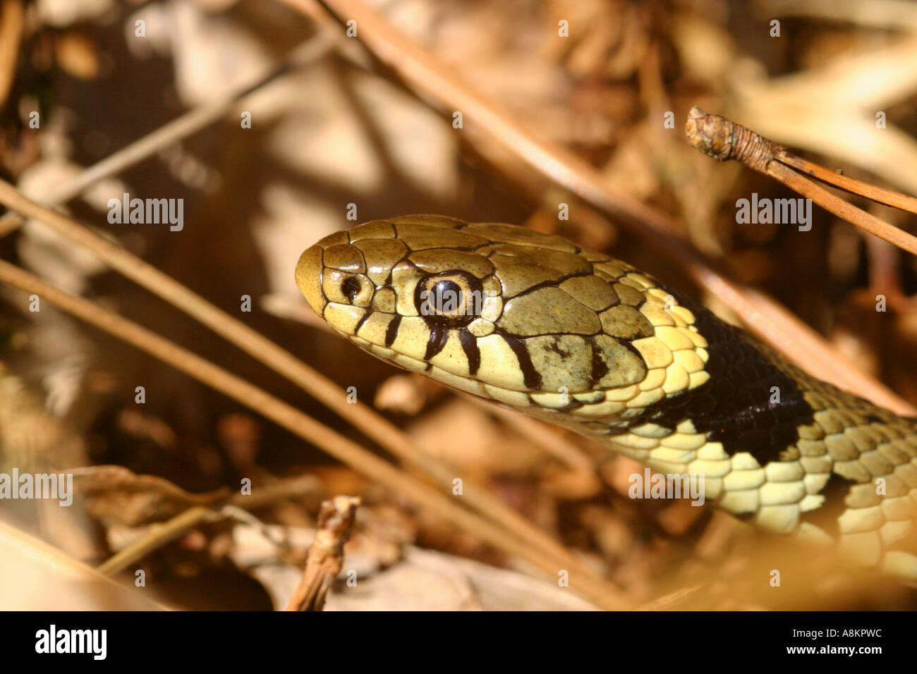 Ringelnatter Colubridae Natrix Helvetica unter bracken Stockfoto