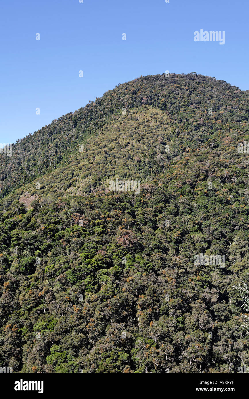 Nationalpark Los Quetzales, Eichenwald, 2800 mNN, Costa Rica Stockfoto