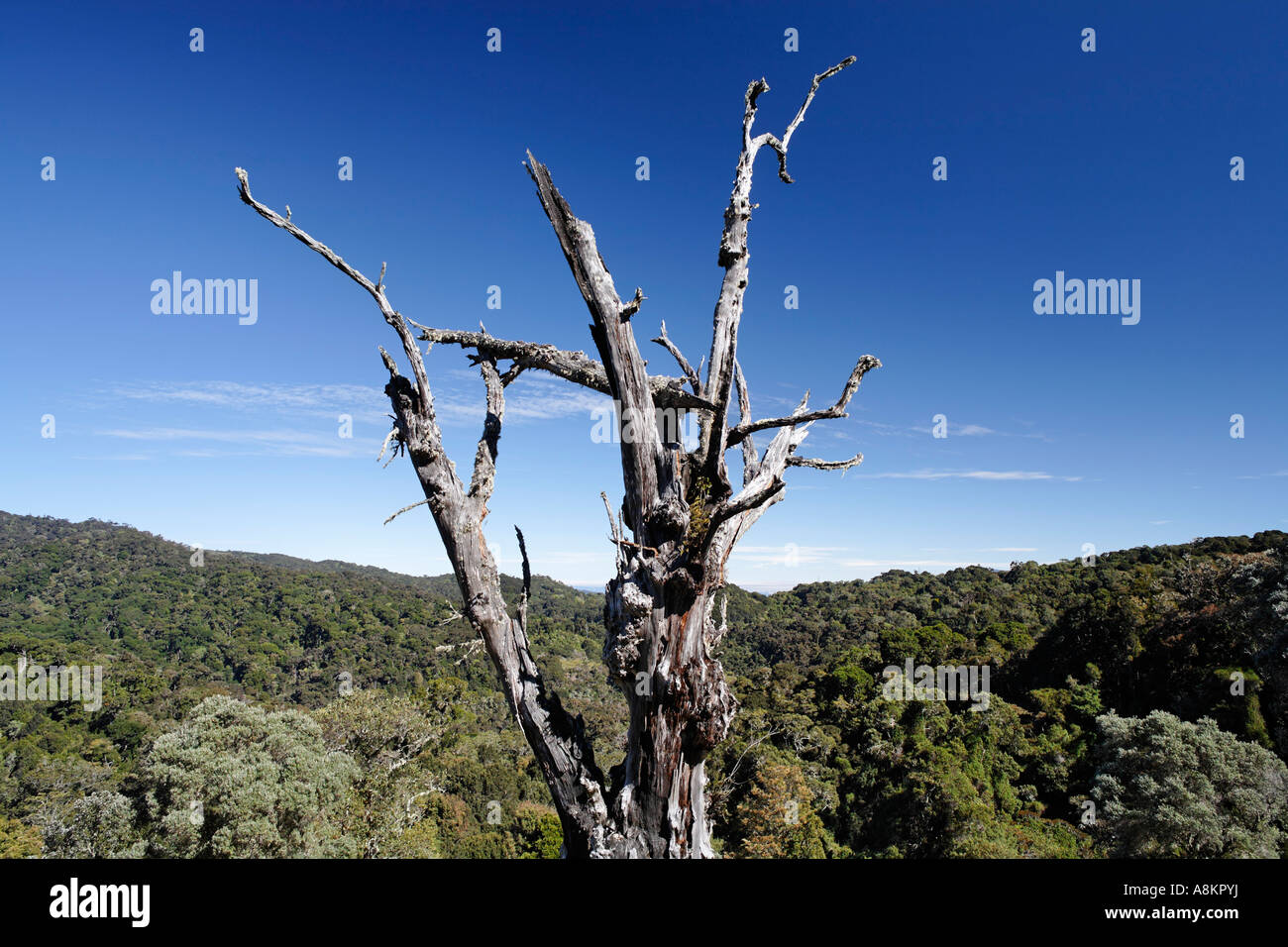 Tod-Baum im Nationalpark Los Quetzales, Eichenwald, 2800 mNN, Costa Rica Stockfoto