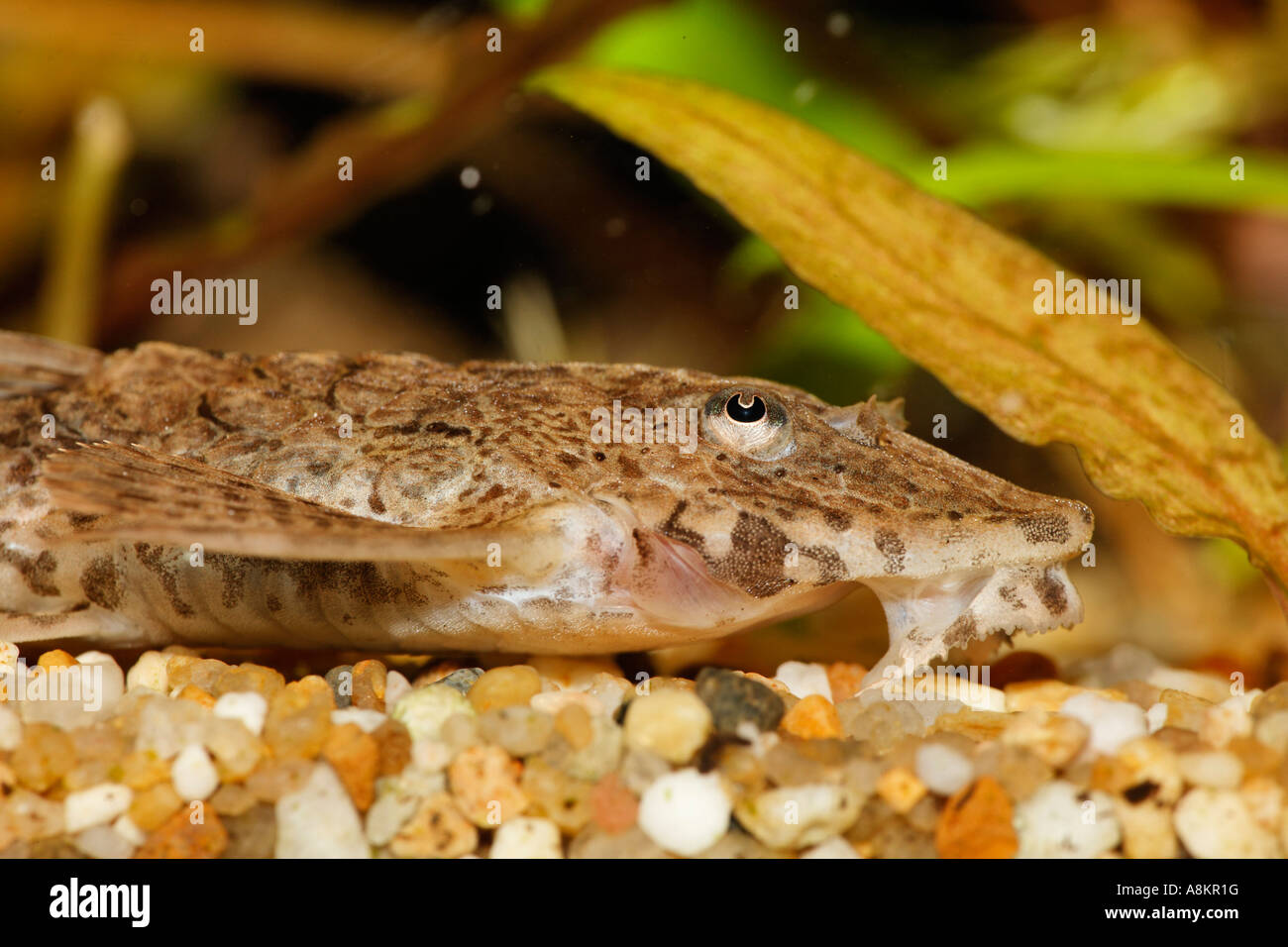 Rineloricaria SP., Whiptail Wels Stockfoto