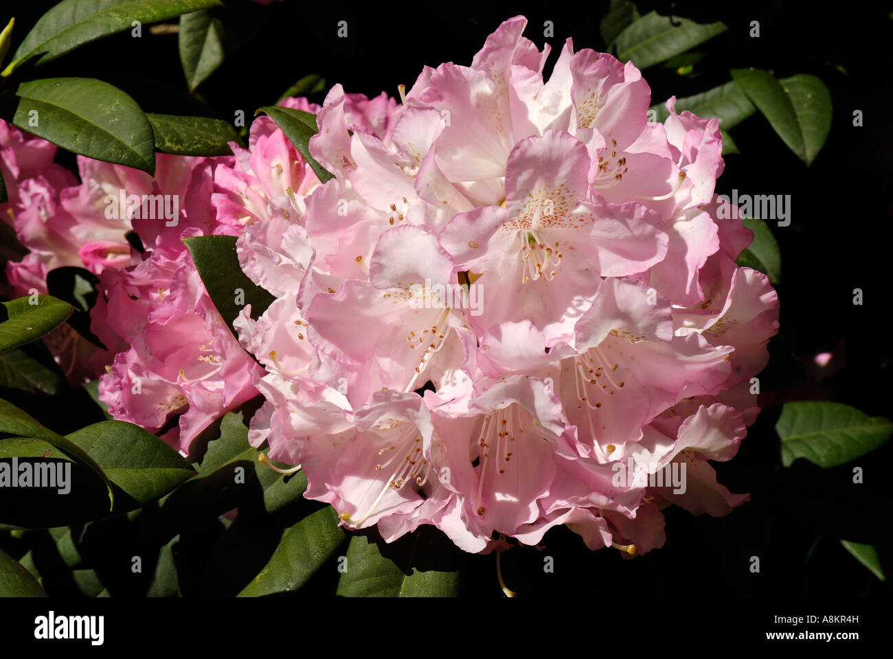 Blühende Rhododendronny Stockfoto