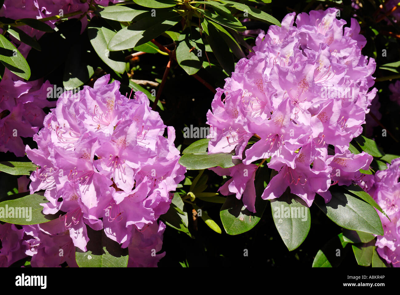 Blühenden Rhododendron Stockfoto