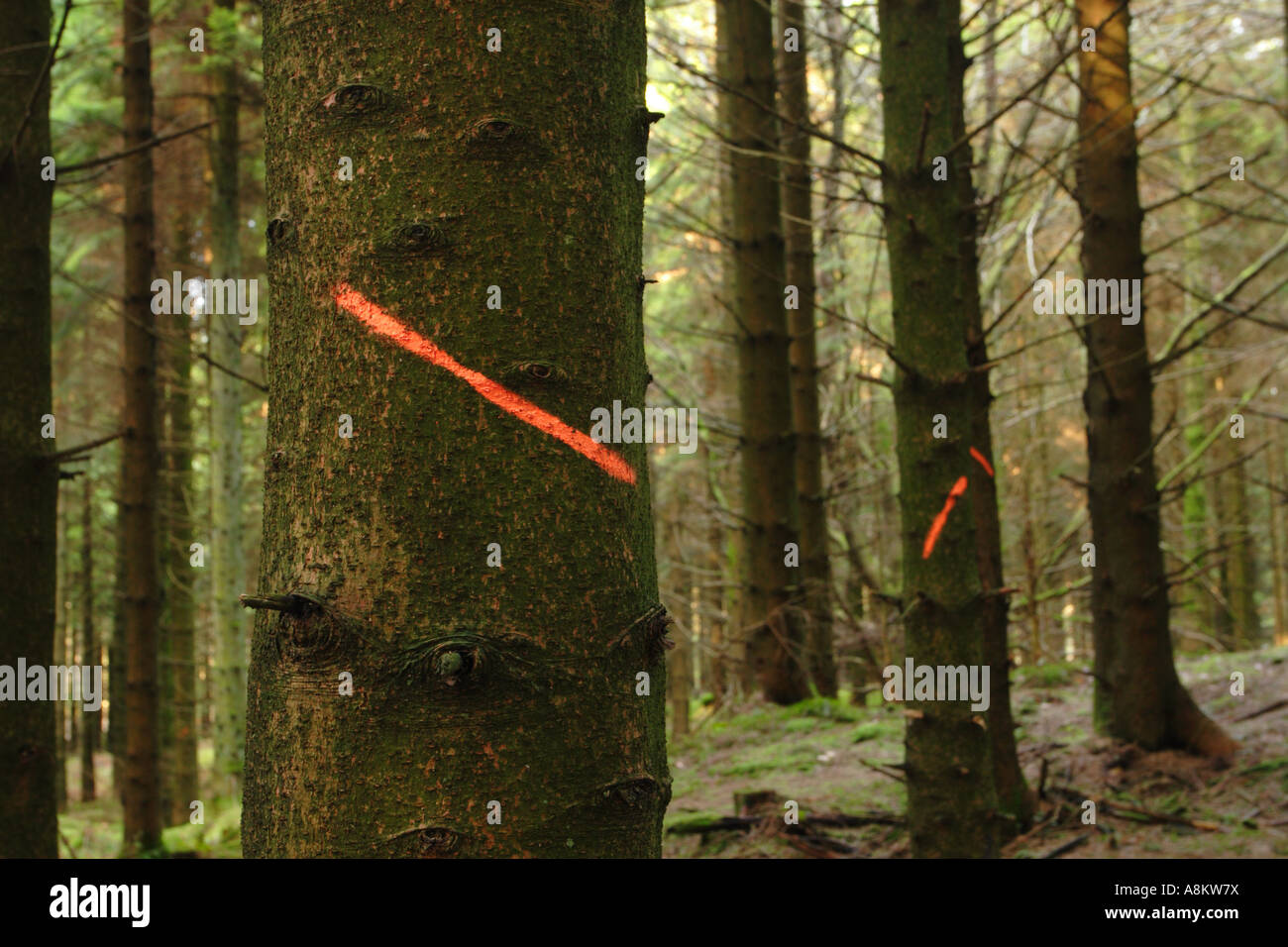 Pinien markiert zum Schneiden Fällen in nachhaltiger Forstwirtschaft Plantage Stockfoto